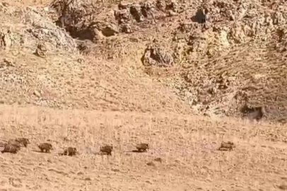 Van’da domuz sürüsü görüntülendi
