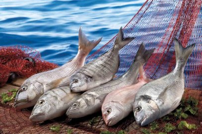 Muğla’nın su ürünleri ihracatı Ege’nin zirvesinde
