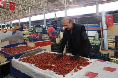 Dikenli dallar arasında zorlu kuşburnu mesaisi
