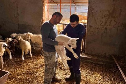 Küçükbaş hayvanlara yönelik aşılama çalışmaları sürüyor
