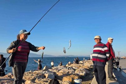 Bandırma sahilinde tırsi bereketi, kovalar kısa sürede doldu
