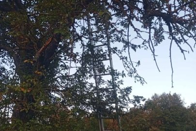 Bilecik’te ağaçtan düşen adam hayatını kaybetti
