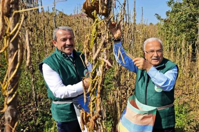 Akkuş şeker fasulyesi üretimi 14 yılda 25 tondan 2 bin 200 tona yükseldi
