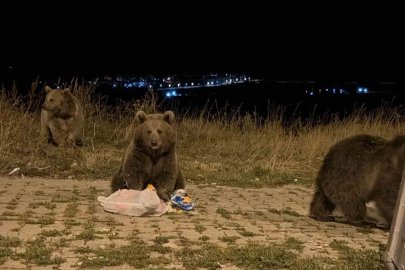 Kars’ta ayılarla karşılaşmak günlük rutini oldu
