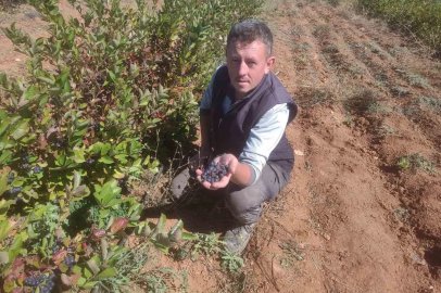 Eskişehir’de aronya yetiştiriciliği: ’Süper meyve’ şifa dağıtıyor
