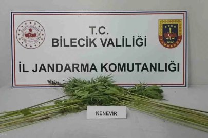 Bilecik’te tarlada kenevir bitkisi ele geçirildi
