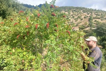 Kahramanmaraş’ta sumak hasadı

