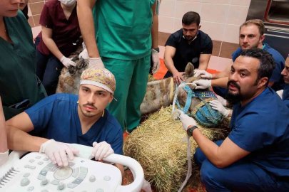 Türkiye’de ilk: Retina rahatsızlığı bulunan deve için kök hücre tedavi süreci başladı
