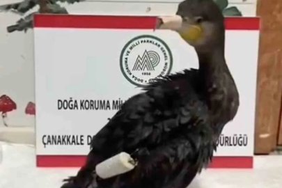 Çanakkale’de olta misinasıyla yaralanan karabatak sağlığına kavuştu

