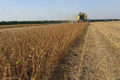 Adana’da soya hasadında biçerdöver ücretleri belirlendi
