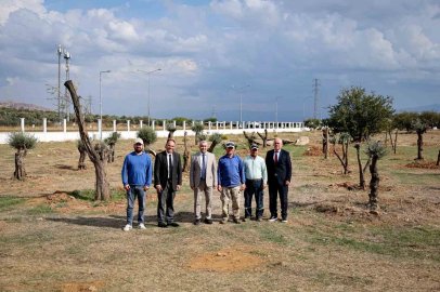 Nysa Antik Kenti’nden taşınan tarihi zeytin ağaçları ADÜ’de yaşatılacak
