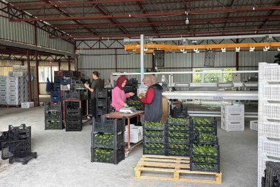 Gazipaşa avokadosu Gürcistan yolcusu
