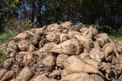 Şeker pancarı fiyatına tepki: "Üreticinin beklentisini karşılamadı"
