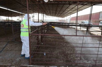 Hatay’da şap hastalığına karşı karasinek mücadelesi sürüyor
