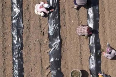 Başkan Mesut Ergin’den Dünya Kadın Çiftçiler Günü mesajı: "Toprağın bereketi kadın eliyle çoğalıyor"
