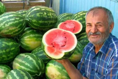 Araban Ovası’nda ikinci ürün güz karpuzu hasadı devam ediyor
