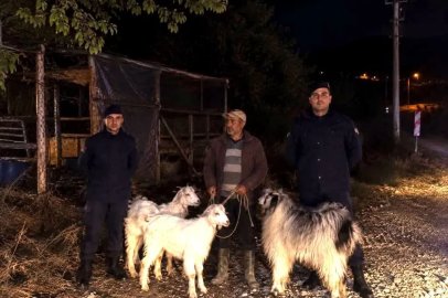 Bilecik’te kaybolan 5 küçükbaş hayvan bulundu
