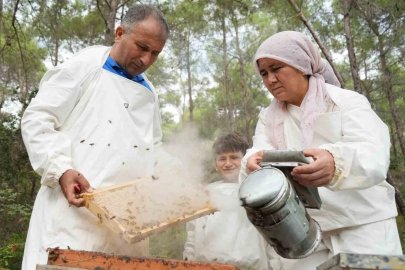 Dünyada ’Çam Balı’nın yüzde 90’ı Türkiye’de  üretiliyor: Bereketli sağım başladı
