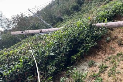 Kuvvetli rüzgâr nedeniyle devrilen ağaç evin çatısına düştü
