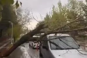 Elazığ’da ağaç, aracın üstüne devrildi
