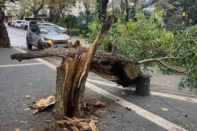 Erdek’te fırtına ağacı gövdesinden kırdı
