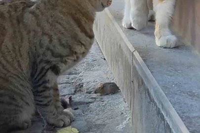 Bir kedi, fareyi diğer kediden korudu
