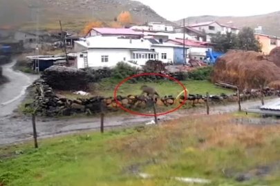 Gündüz vakti köye inen ayı korkuttu
