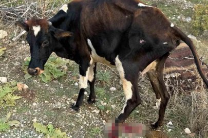 Batman’da pikap ineğe çarptı
