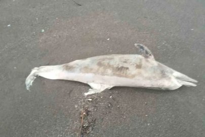 Akçakoca’da fırtına sahile ölü yunus sürükledi
