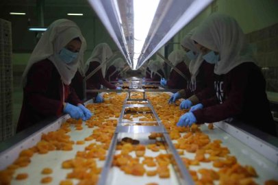 Malatya kayısısından 2 ayda 46 milyon dolarlık ihracat
