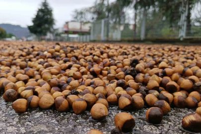 Ordu’da fındık üreticilerinin yağmur mesaisi
