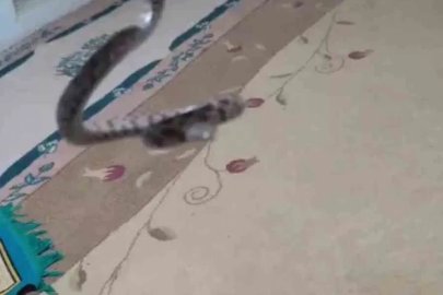 Gercüş’te evine giren yılan ve akrebe zarar vermeden doğaya saldı
