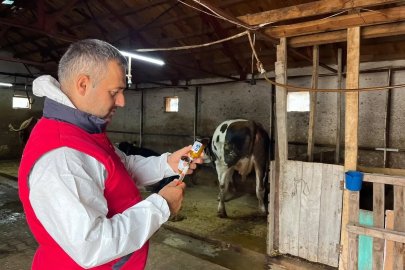 İhsaniye’de şapla mücadele sürüyor
