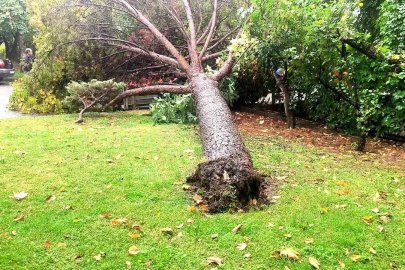 Muğla’da yağış nedeniyle çam ağacı otomobilin üzerine devrildi
