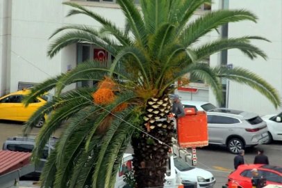 Meydan çevresindeki palmiye ağaçlarına sonbahar-kış bakımı
