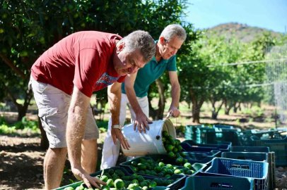 Bodrum’da 104 üreticiden 62,5 ton yeşil mandalin alındı
