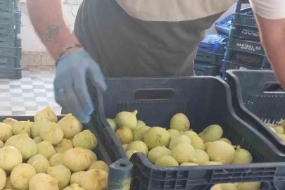 Mersin’de incir sezonu sona erdi, üreticisinin yüzü güldü
