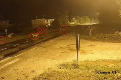 Bayburt’ta köye inen kurt sürüsü kameraya yansıdı
