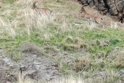 Elazığ’da dağ keçileri görüldü
