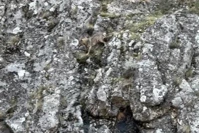 Erzincan’da kurtlarla yaban keçilerinin amansız mücadelesi kamerada
