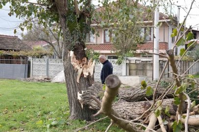 Düzce’de fırtınada devrilen ağaçlar kaldırılıyor
