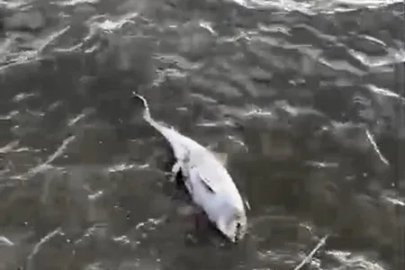 Fırtına sonrası ölü yunus kıyıya vurdu
