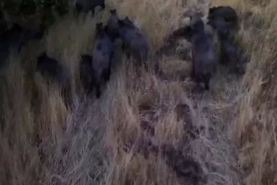 Tunceli’de dronla görüntülenen domuz sürüsü üreticileri endişelendirdi
