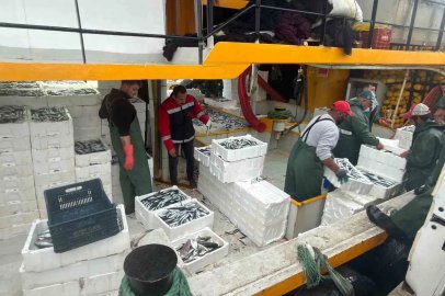 Didim’de hamsi kotası denetimleri sürüyor
