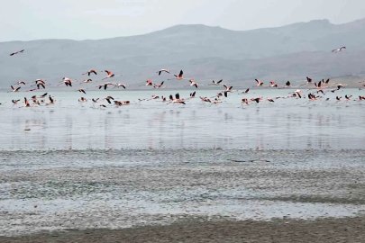 Van Gölü havzasında allı turnaların görsel şöleni
