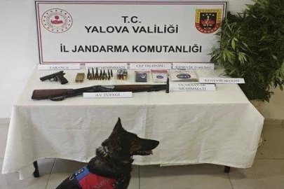 Yalova’da yasa dışı kenevir operasyonu
