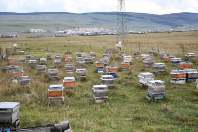 Ardahan’da bal hasadı bitti, 2027 sezonu için kış hazırlıkları başladı
