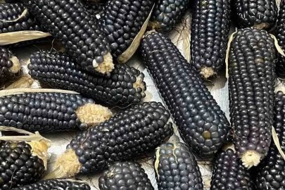 Oltu’nun mısırı da kehribarı gibi simsiyah

