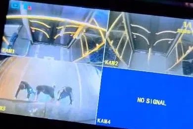 Antalya’da patenli çocuklar halk otobüsünün arkasına tutundu, güvenlik kamerasından olayı fark eden şoför o anları kaydetti
