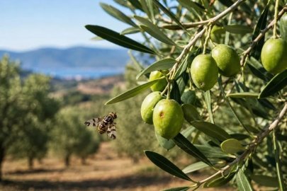 Salihli’de zeytin üreticilerine sinek uyarısı
